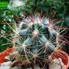 Sclerocactus_ polyancistrus _06